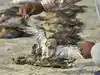 Water contamination- a plausible reason