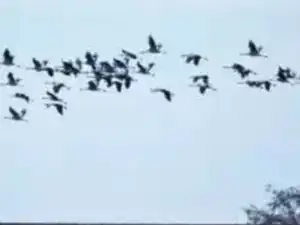 birds