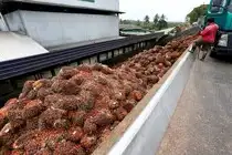 FILE PHOTO: A worker unloads palm oil fruit bunches from a lorry inside a palm oil mill in Bahau, Negeri Sembilan