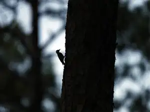 forest-AP