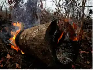 Deforestation Rep