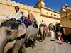 Calling out for elephant's plight