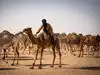 Camel husbandry techniques