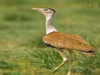 To protect Great Indian Bustard, Environment Ministry to declare their habitats as conservation reserves