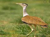 To protect Great Indian Bustard, Environment Ministry to declare their habitats as conservation reserves