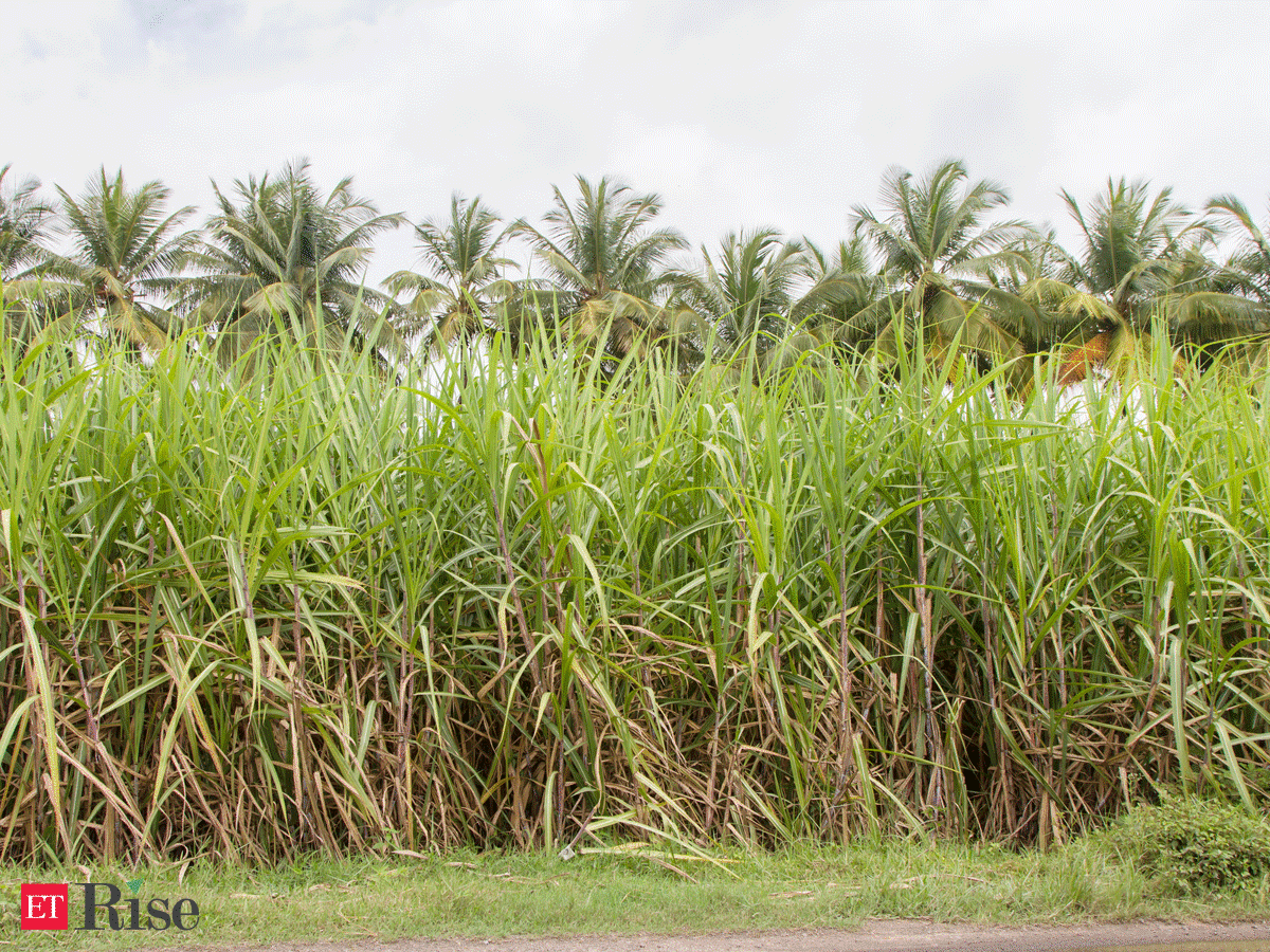 Featured image of post Steps to Make How Is Sugar Made From Sugarcane In India