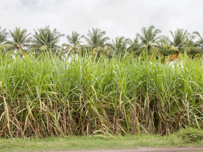 sugarcane-farm-getty
