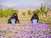 ​Srinagar turns into a purple carpet