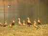 Power companies must consider underground laying of cables to avoid Great Indian Bustard deaths: Government