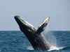 Heartbeat of blue whale recorded for first time