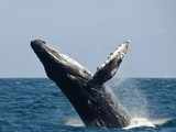 Heartbeat of blue whale recorded for first time