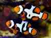 'Nemo' fish may not adapt to changing climate: Study