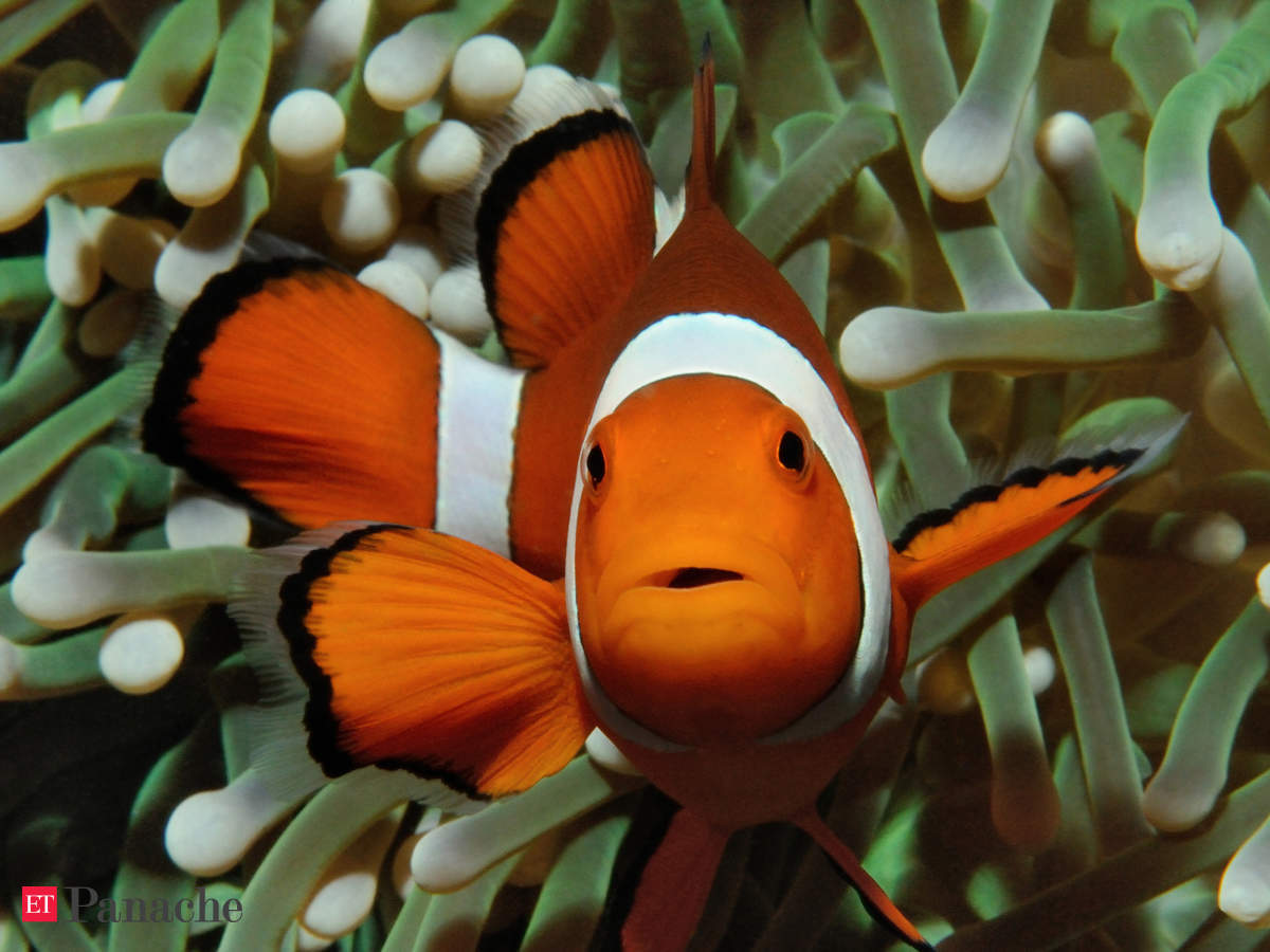Finding Nemo: Future generations may never get to see Nemo: Clownfish  'cannot adapt to climate change' - The Economic Times