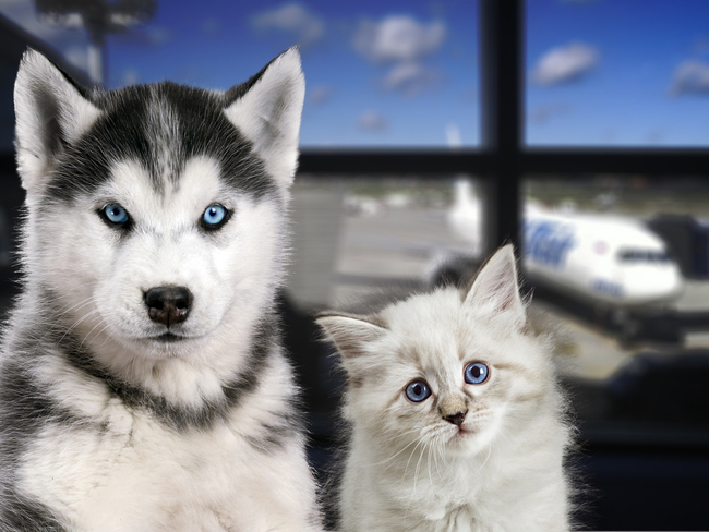 Travelling with your pet? Keep these rules in mind - The Economic Times