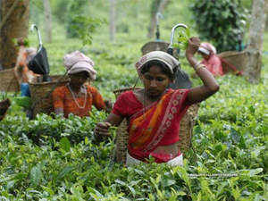 Tea Industry