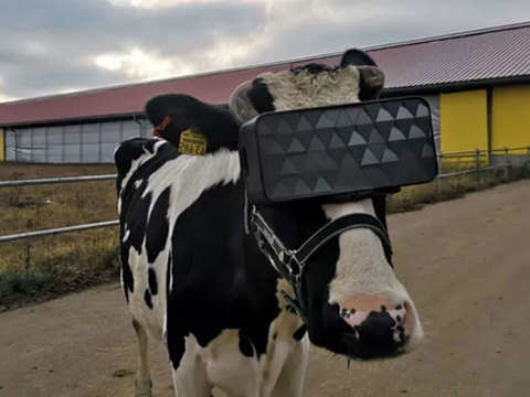 Cows get &#39;Virtual Reality&#39; glasses to ward off winter blues - VR experiment  on cows | The Economic Times