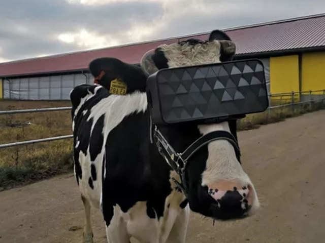 Smelte server skuffe Cows get 'Virtual Reality' glasses to ward off winter blues - VR experiment  on cows | The Economic Times