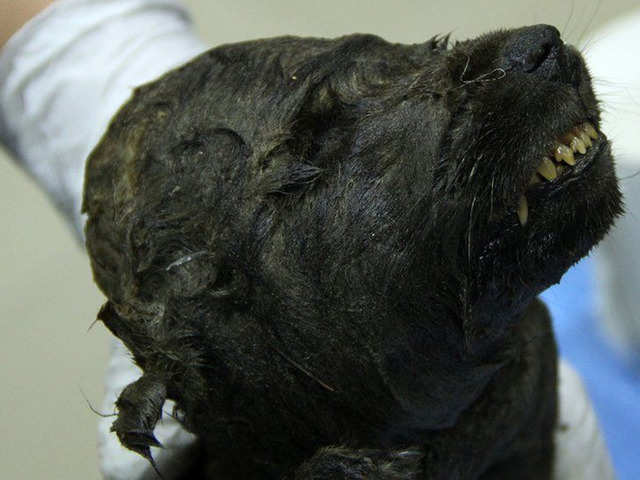 Oldest Dog On Record Meet Dogor The 18 000 Year Old Puppy The Economic Times