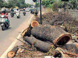 1.09 crore trees cut in last five years: Environment Ministry