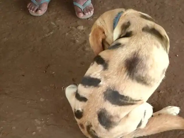 Image result for dog painted as tiger in karnataka
