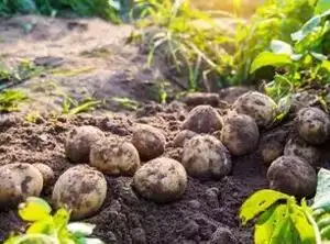 Potato cultivation