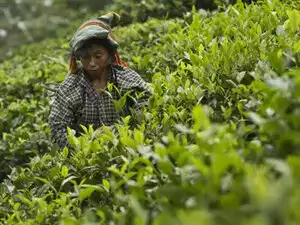 Tea---Agencies