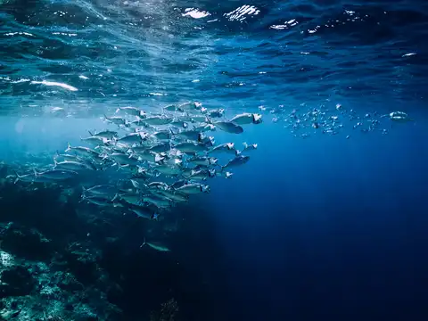 Altering the marine life balance