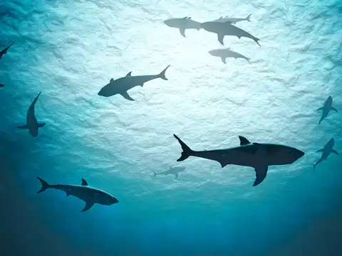 Species sensitive to low oxygen