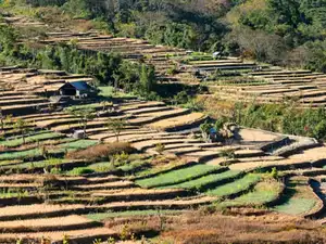 Dimapur