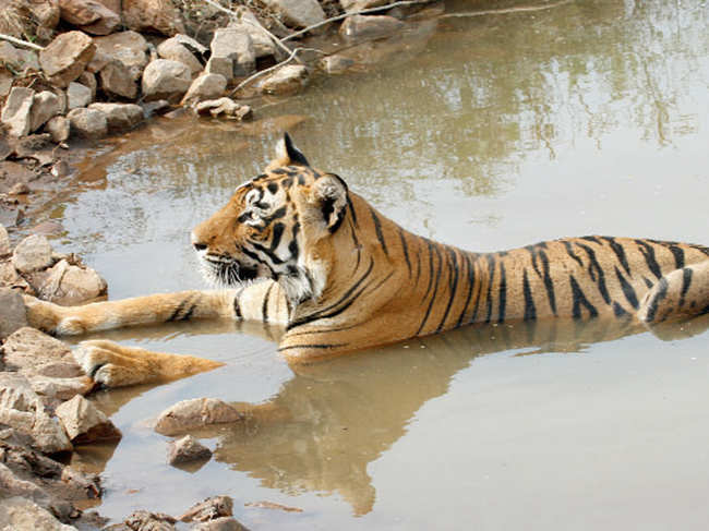 Ranthambore in Rajasthan is green and serene this season.