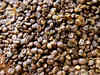 Delay in harvest likely to brew trouble for coffee crop output