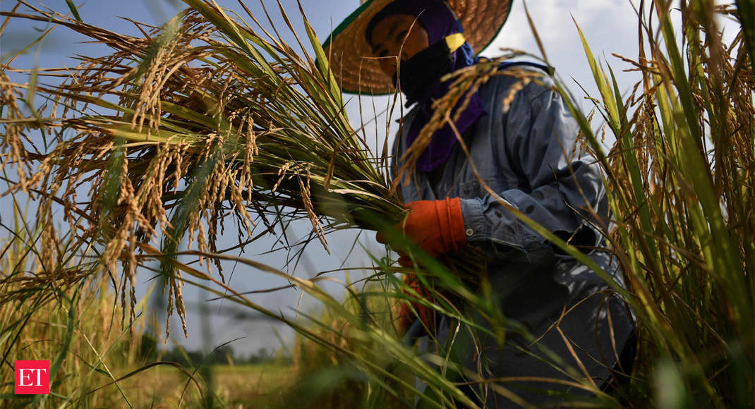 How Thai rice farmers are shunning 'big agribusiness' and fighting climate change - Turning to eco-friendly method - Economic Times