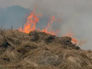 stubble-burning-BCCL