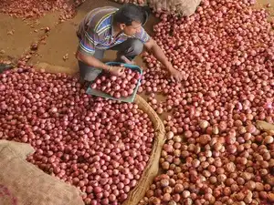 Onion