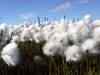 Cotton prices trade firm: Cotton Association