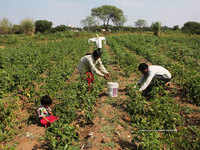 India's cotton exports stall as farmers delay sales hoping for