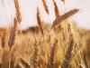 Cold weather in North India to boost rabi crop yields