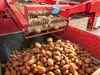 Utkal Tubers to ramp up production of high yielding seed potatoes