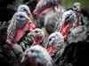 Northeast's love for Turkeys and the challenges faced by those raising them
