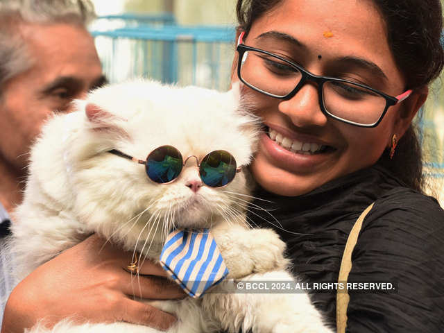 Why The Cat Show Tamil Nadu S First Cat Show Held In Coimbatore The Economic Times