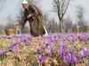 Saffron surge has Kashmir farmers smiling