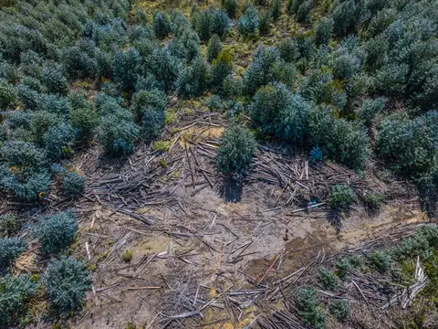 Deforestation Deforestation