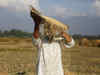 Punjab may withdraw power subsidy to ‘large’ farmers