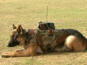 Indian Army Canines