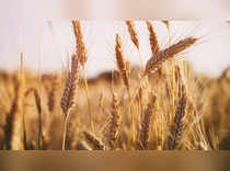 wheat-getty