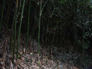 bamboo-area