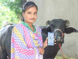 Facial recognition for cows: Why is Mooofarm giving cattle a digital identity?