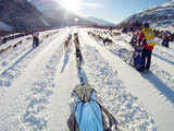 Swiss musher Heritier and his dogs