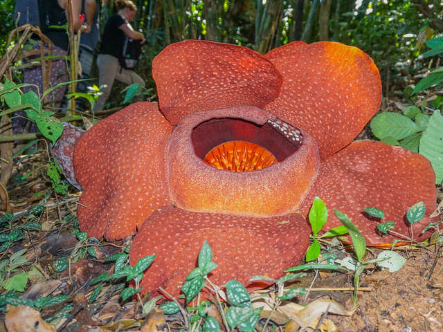 World's largest flower 