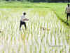 Rajasthan govt releases fourth instalment of PM Kisan Nidhi scheme to farmers
